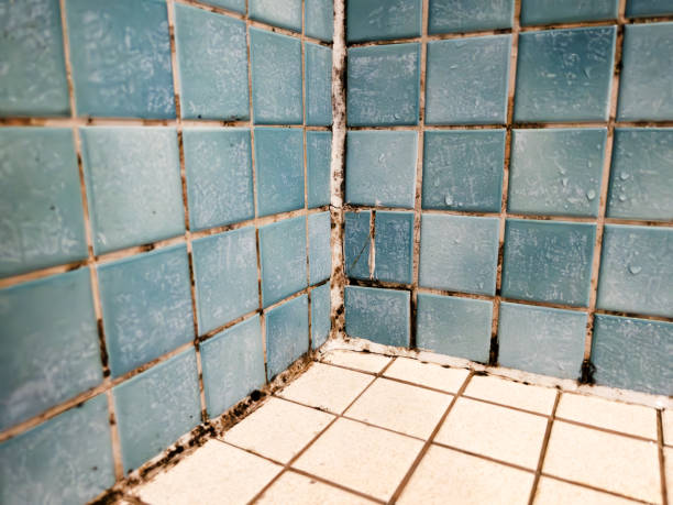 Best Biohazard Mold Removal  in Falmouth Foreside, ME